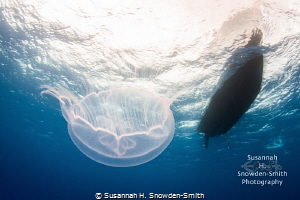 "Pulsating"
Sometimes the most beautiful part of a dive ... by Susannah H. Snowden-Smith 